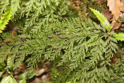 Hymenophyllum demissum, photographed by Joe Dillon