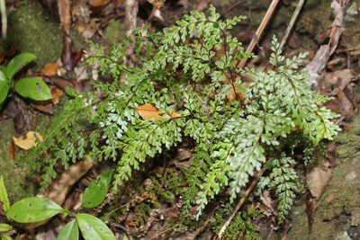 Lindsaea trichomanoides, photographed by Joe Dillon