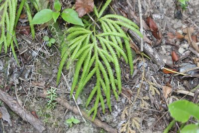 Pseudodiphasium volubile, photographed by Joe Dillon