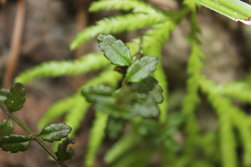 Gonocarpus incanus, photographed by Joe Dillon