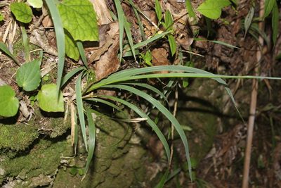 Ehrharta diplax, photographed by Joe Dillon