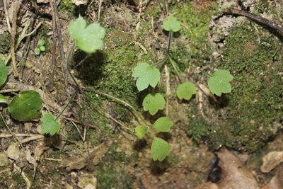 Ranunculus reflexus, photographed by Joe Dillon
