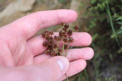 Juncus planifolius, photographed by Joe Dillon