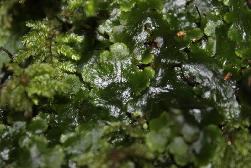 Lobatiriccardia alterniloba, photographed by Joe Dillon