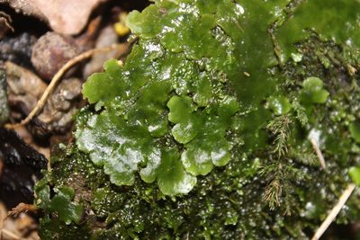 Lobatiriccardia alterniloba, photographed by Joe Dillon