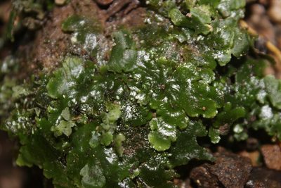 Lobatiriccardia alterniloba, photographed by Joe Dillon