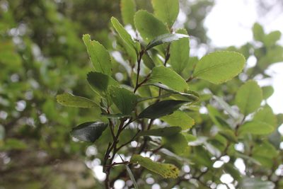 Nothofagus truncata, photographed by Joe Dillon