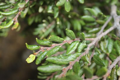 Nothofagus solandri, photographed by Joe Dillon
