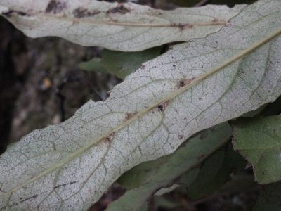 Elaeocarpus dentatus, photographed by Joe Dillon