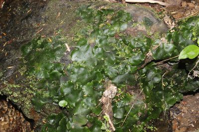 Monoclea forsteri, photographed by Joe Dillon
