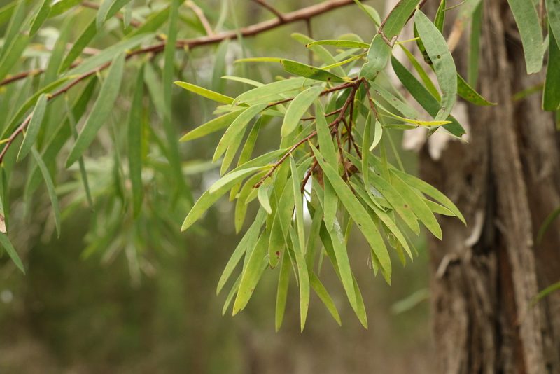 Melaleuca groveana, photographed by Greg Tasney