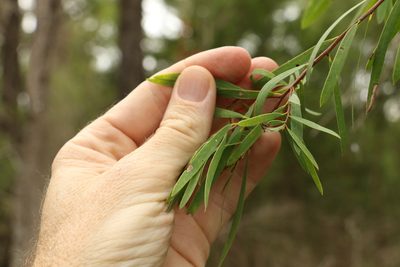 Melaleuca groveana, photographed by Greg Tasney
