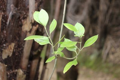 Parsonsia heterophylla, photographed by Joe Dillon