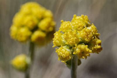 Artemisia capitata, photographed by Cecelia Alexander