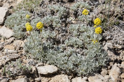 Artemisia capitata, photographed by Cecelia Alexander