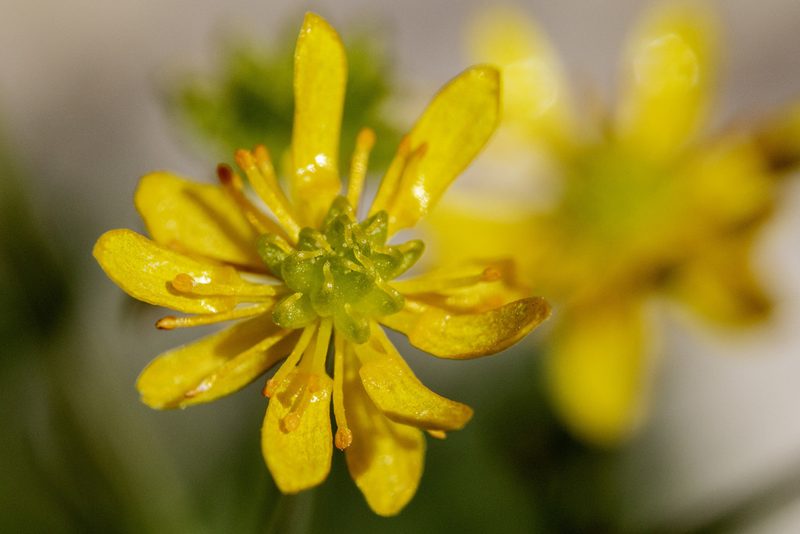 Cyrtorhyncha ranunculina, photographed by Cecelia Alexander