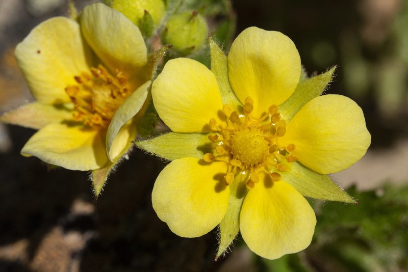 Drymocallis fissa, photographed by Cecelia Alexander