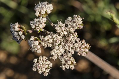 Lomatium orientale, photographed by Cecelia Alexander