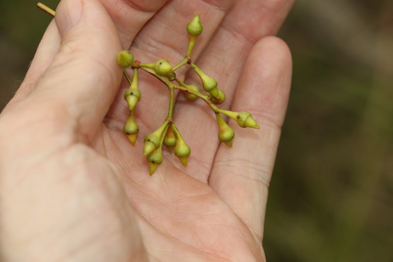 Eucalyptus dura, photographed by Greg Tasney