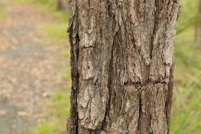 Eucalyptus dura, photographed by Greg Tasney