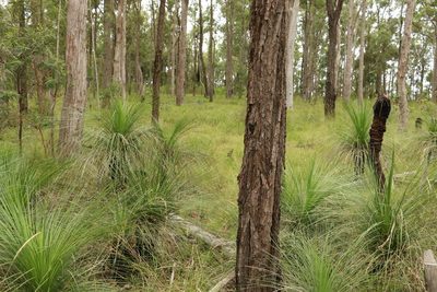 Eucalyptus dura, photographed by Greg Tasney