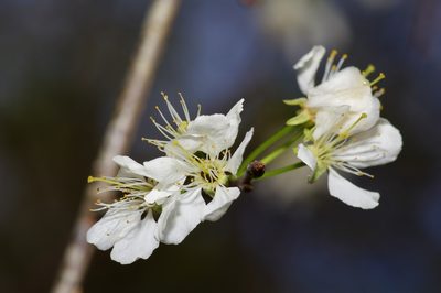 Prunus mexicana, photographed by Michelle W. （鍾偉瑋）