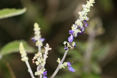 Coleus alloplectus, photographed by Greg Tasney