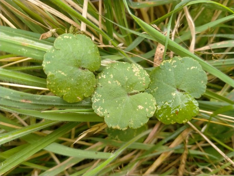 Hydrocotyle robusta, photographed by John Barkla