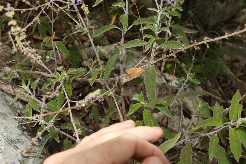 Coleus alloplectus, photographed by Greg Tasney