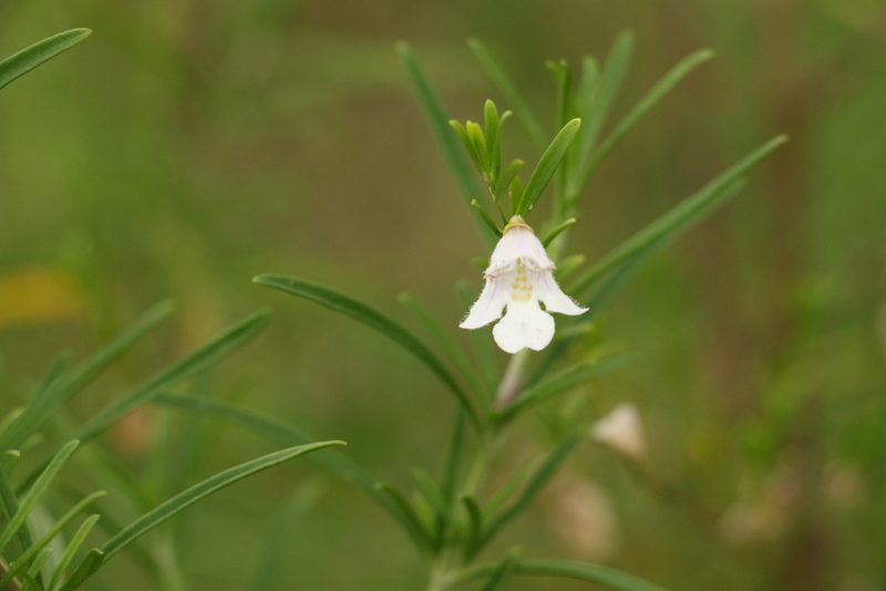 Prostanthera nivea, photographed by Greg Tasney