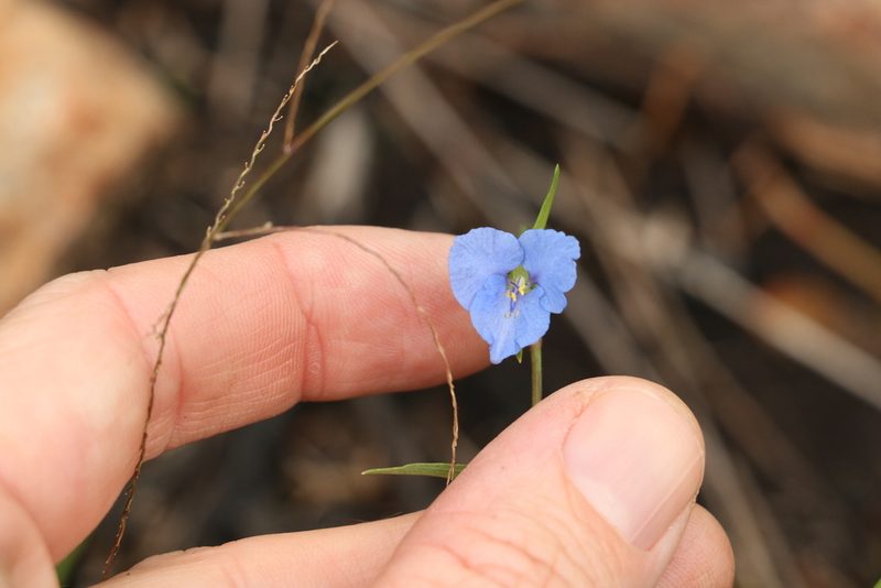 Commelina lanceolata, photographed by Greg Tasney