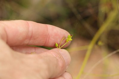 Monotaxis macrophylla, photographed by Greg Tasney