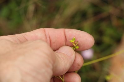 Monotaxis macrophylla, photographed by Greg Tasney