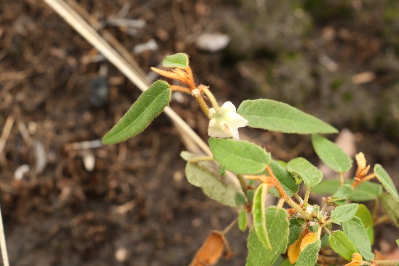 Seringia hillii, photographed by Greg Tasney