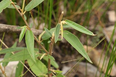 Seringia hillii, photographed by Greg Tasney