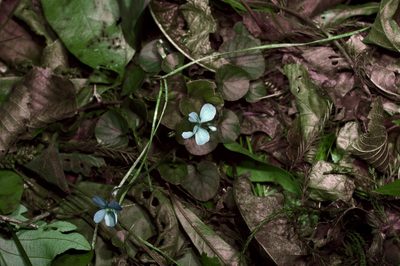 Viola walteri, photographed by Michelle W. （鍾偉瑋）