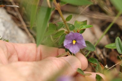 Seringia hillii, photographed by Greg Tasney