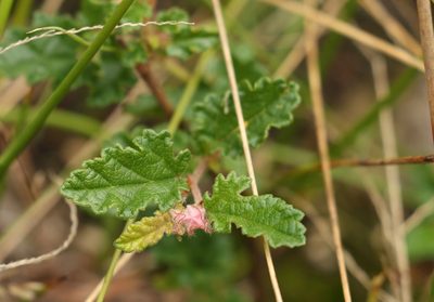 Commersonia prostrata, photographed by Greg Tasney