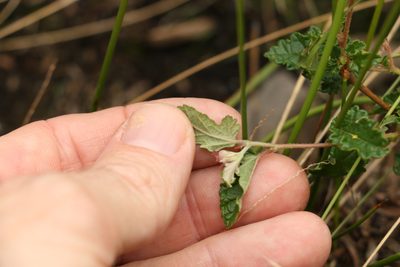 Commersonia prostrata, photographed by Greg Tasney