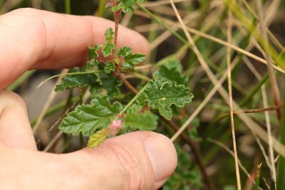 Commersonia prostrata, photographed by Greg Tasney