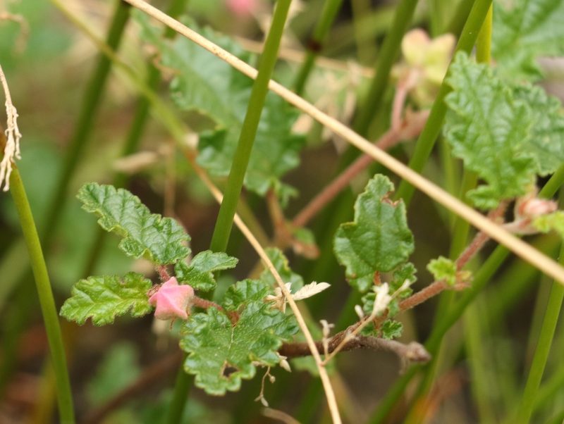 Commersonia prostrata, photographed by Greg Tasney