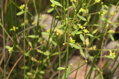 Monotaxis macrophylla, photographed by Greg Tasney