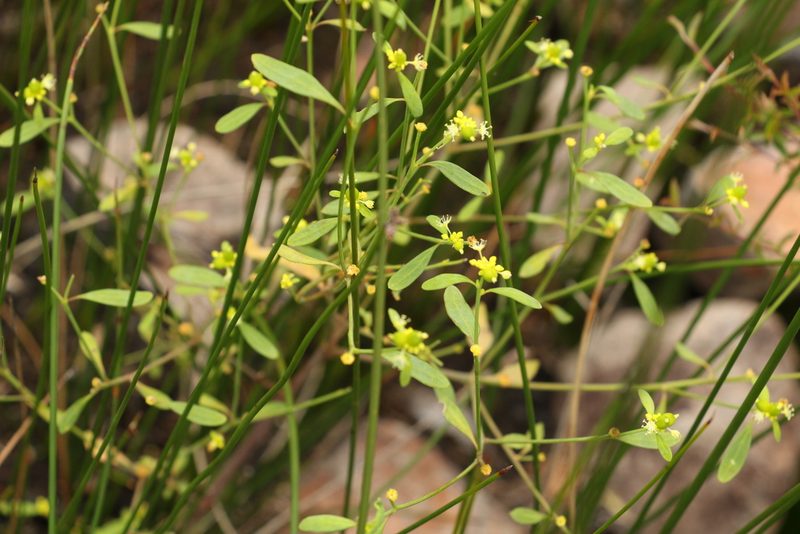 Monotaxis macrophylla, photographed by Greg Tasney