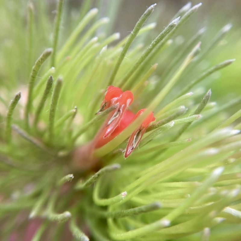 Adenanthos sericeus, photographed by pimelea