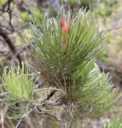 Adenanthos sericeus, photographed by pimelea