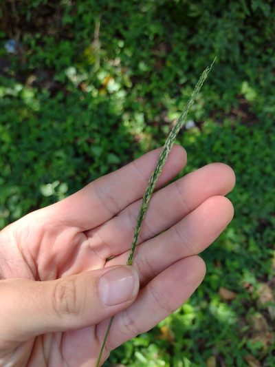 Digitaria setigera, photographed by Kevin Faccenda