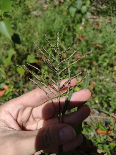 Paspalum paniculatum, photographed by Kevin Faccenda
