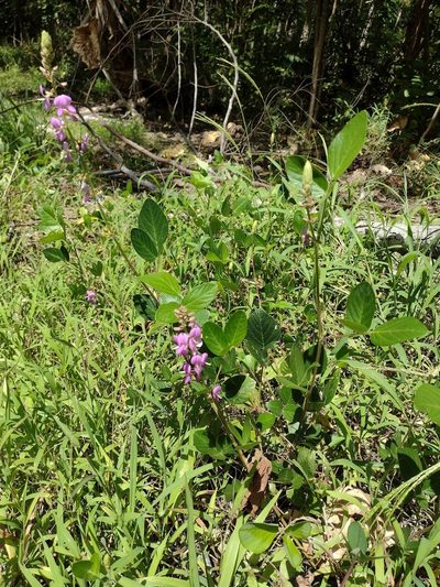 Desmodium intortum, photographed by Kevin Faccenda