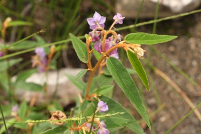 Seringia hillii, photographed by Greg Tasney