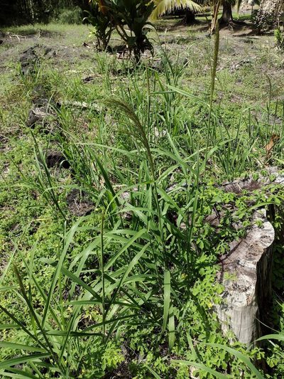 Digitaria insularis, photographed by Kevin Faccenda